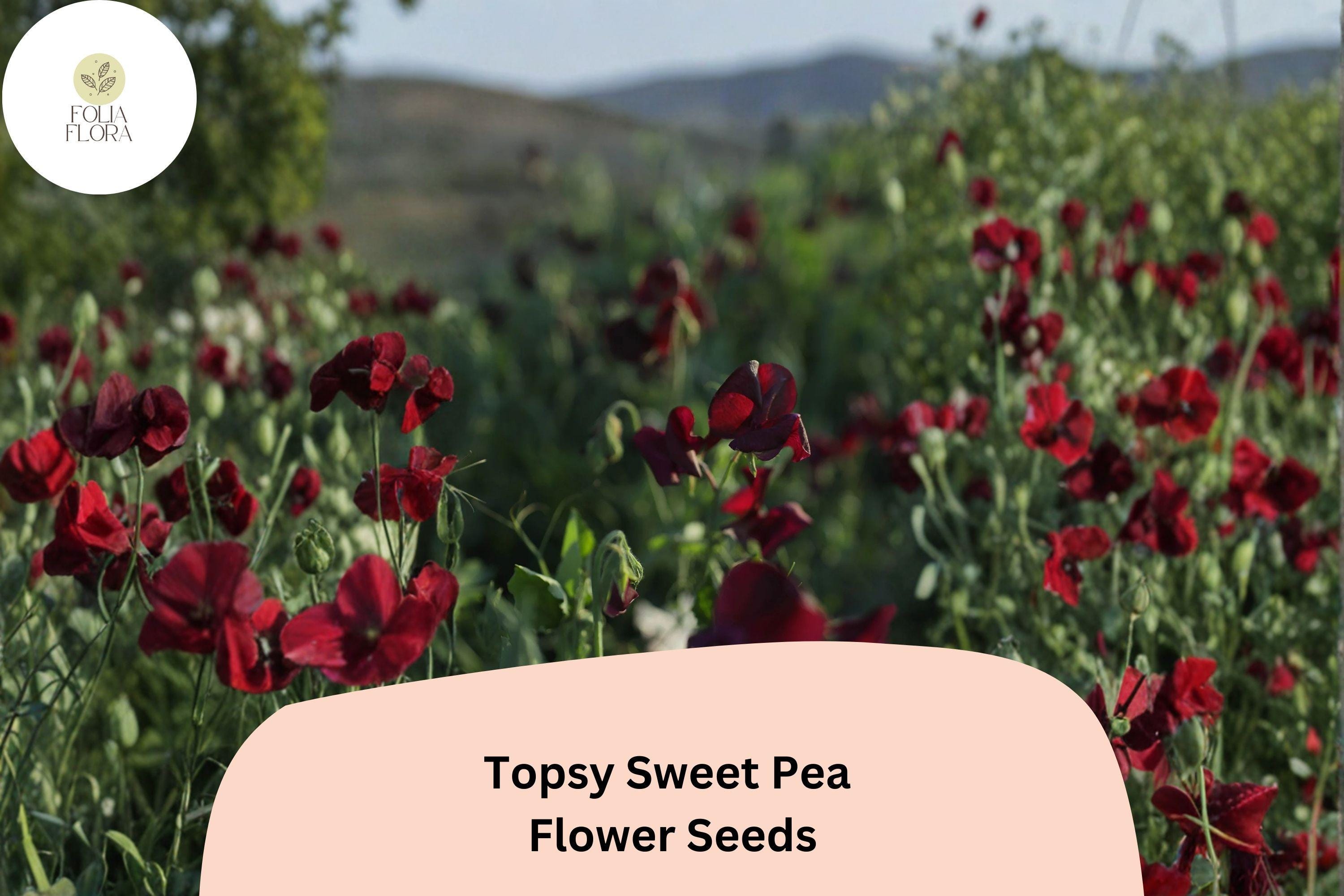 Topsy Sweet Pea Seeds | Lathyrus odoratus Climbing Vine (50+ Seeds) for Garden Planting