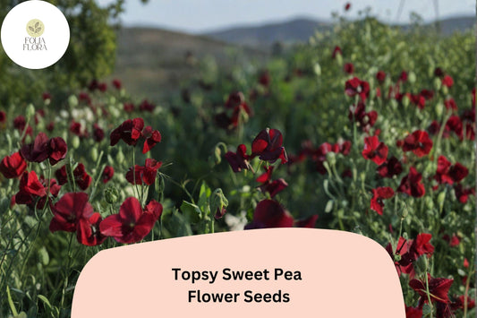 Topsy Sweet Pea Seeds | Lathyrus odoratus Climbing Vine (50+ Seeds) for Garden Planting