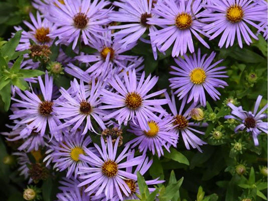 Aromatic Aster Seeds 100 Native Wildflower Drought-Tolerant Pollinator Plant Symphyotrichum oblongifolium