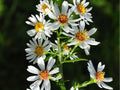 Heath Aster Seeds 100 Pack | Symphyotrichum pilosum Native Drought-Tolerant Wildflower for Pollinators
