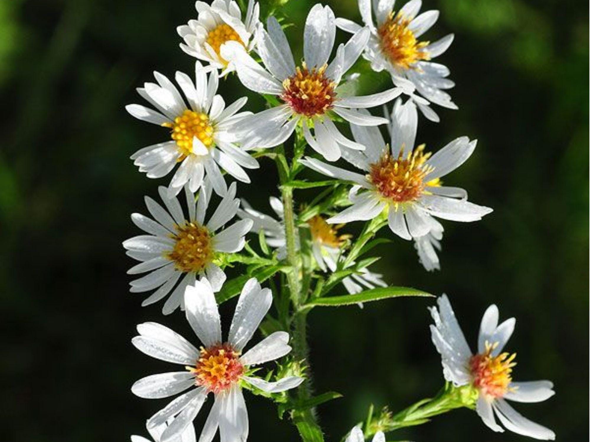 Heath Aster Seeds 100 Pack | Symphyotrichum pilosum Native Drought-Tolerant Wildflower for Pollinators