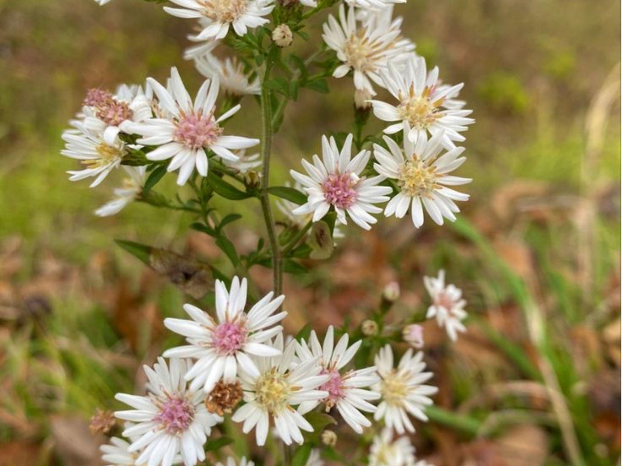 Calico Aster Seeds – Symphyotrichum lateriflorum Native Wildflower for Shade Gardens, Pollinators, Fall Blooming, 100 Seeds