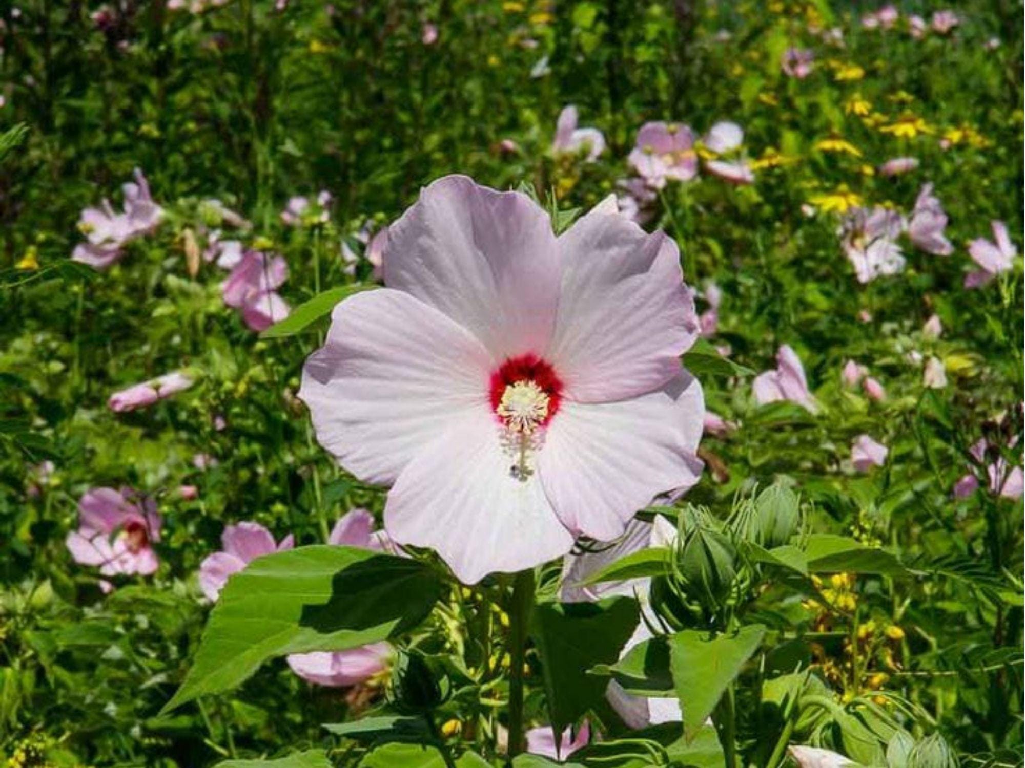 Swamp Rose Mallow Seeds | Native Perennial Hibiscus moscheutos | Giant Blooms for Wet Soils & Pollinators