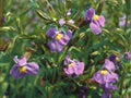 Monkey Flower Seeds (Mimulus ringens) – 5,000 Native Wildflower Seeds for Rain Gardens, Wetlands, Pollinator Gardens