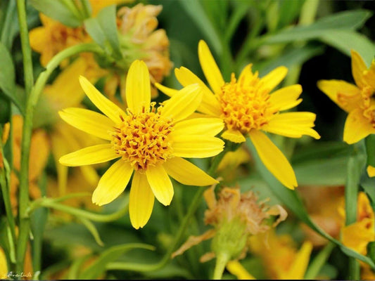 French Marigold Seeds – Petite Mix, Vibrant Blooms, Easy to Grow, Pollinator-Friendly, Tagetes patula, 100 Seeds
