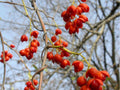 American Bittersweet Seeds, Native Vine, Ornamental Berries for Wildlife Gardens, Celastrus scandens, 30 Seeds