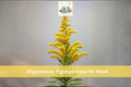 700 Stiff Goldenrod Seeds | Oligoneuron rigidum | Native Prairie Perennial Wildflower for Pollinator Gardens
