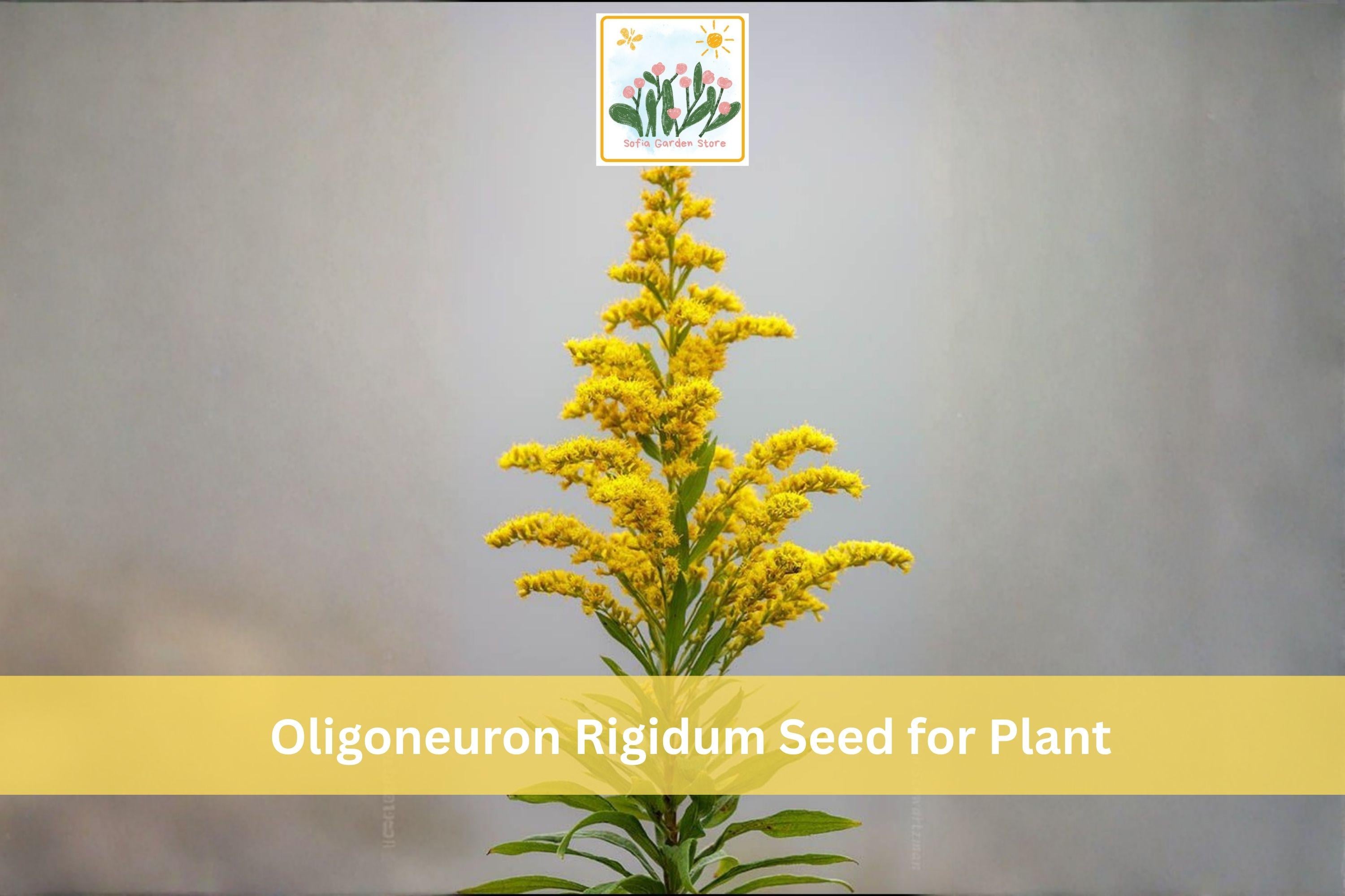700 Stiff Goldenrod Seeds | Oligoneuron rigidum | Native Prairie Perennial Wildflower for Pollinator Gardens