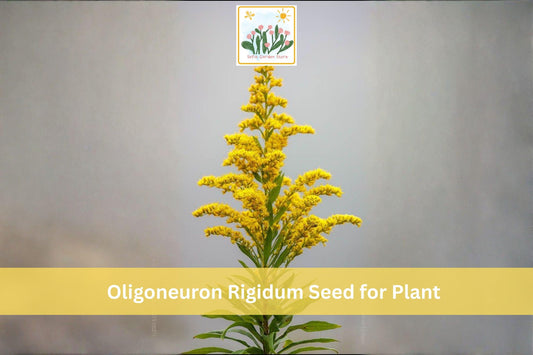 700 Stiff Goldenrod Seeds | Oligoneuron rigidum | Native Prairie Perennial Wildflower for Pollinator Gardens