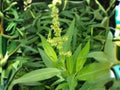 Pale Dock Seeds – Rumex altissimus Native Prairie Perennial for Wildlife & Restoration, 100 Seeds