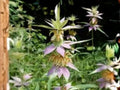 Monarda punctata Spotted Bee Balm Seed Pack | Native Pollinator Wildflower | Drought Tolerant Perennial | 100 Seeds