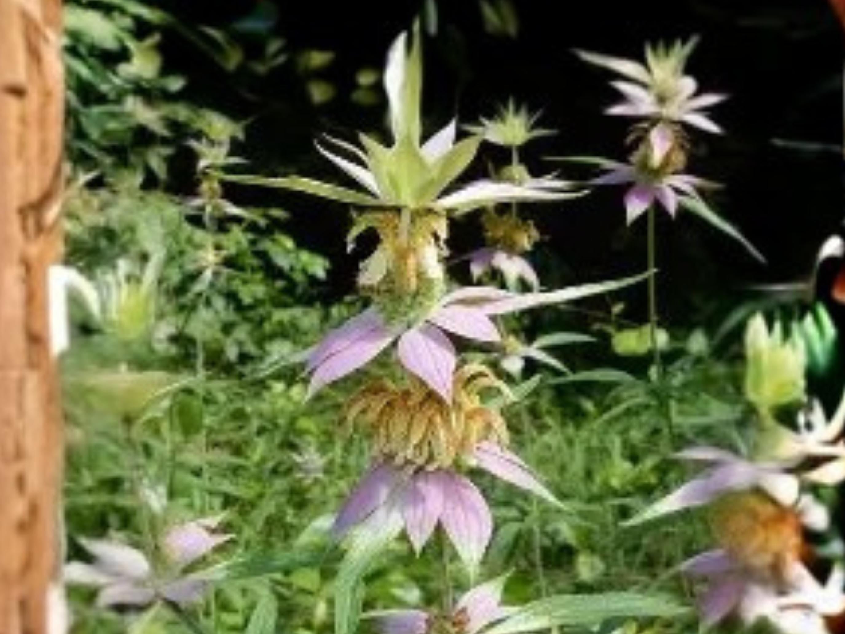 Monarda punctata Spotted Bee Balm Seed Pack | Native Pollinator Wildflower | Drought Tolerant Perennial | 100 Seeds