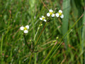 Large-Flowered Water Plantain Seeds | Native Aquatic Plant | Pond & Wetland Plant | Alisma triviale | 300 Seeds
