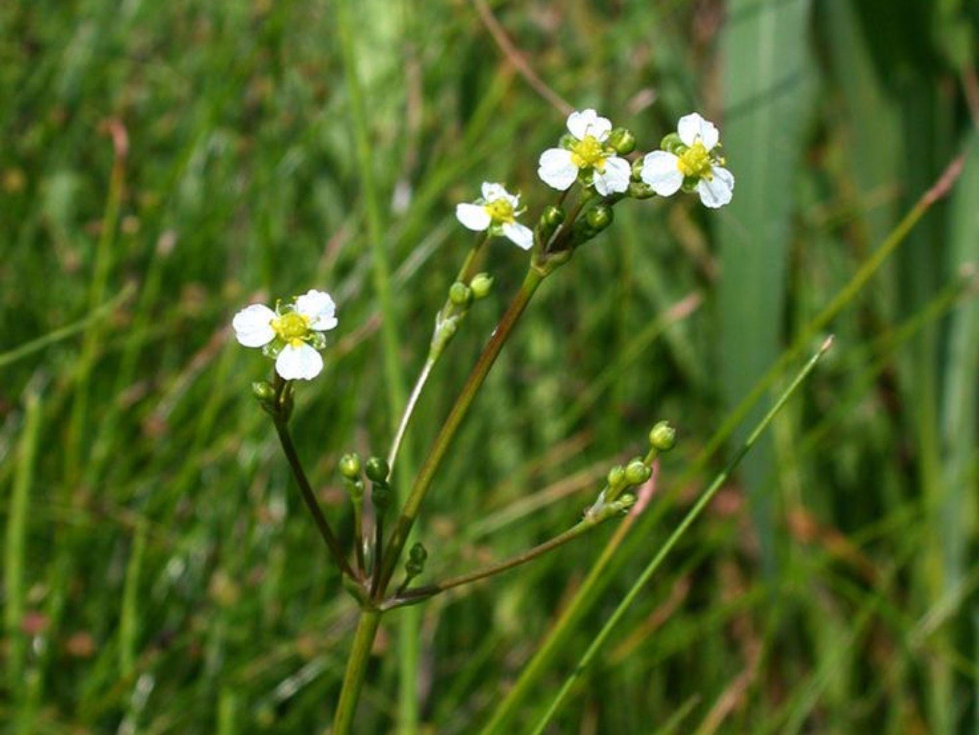 Large-Flowered Water Plantain Seeds | Native Aquatic Plant | Pond & Wetland Plant | Alisma triviale | 300 Seeds