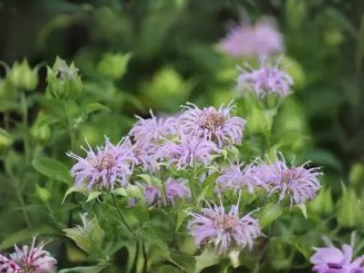 Wild Bergamot Seeds, 100 Pack, Native Bee Balm, Pollinator Magnet, Prairie Wildflower, Monarda fistulosa