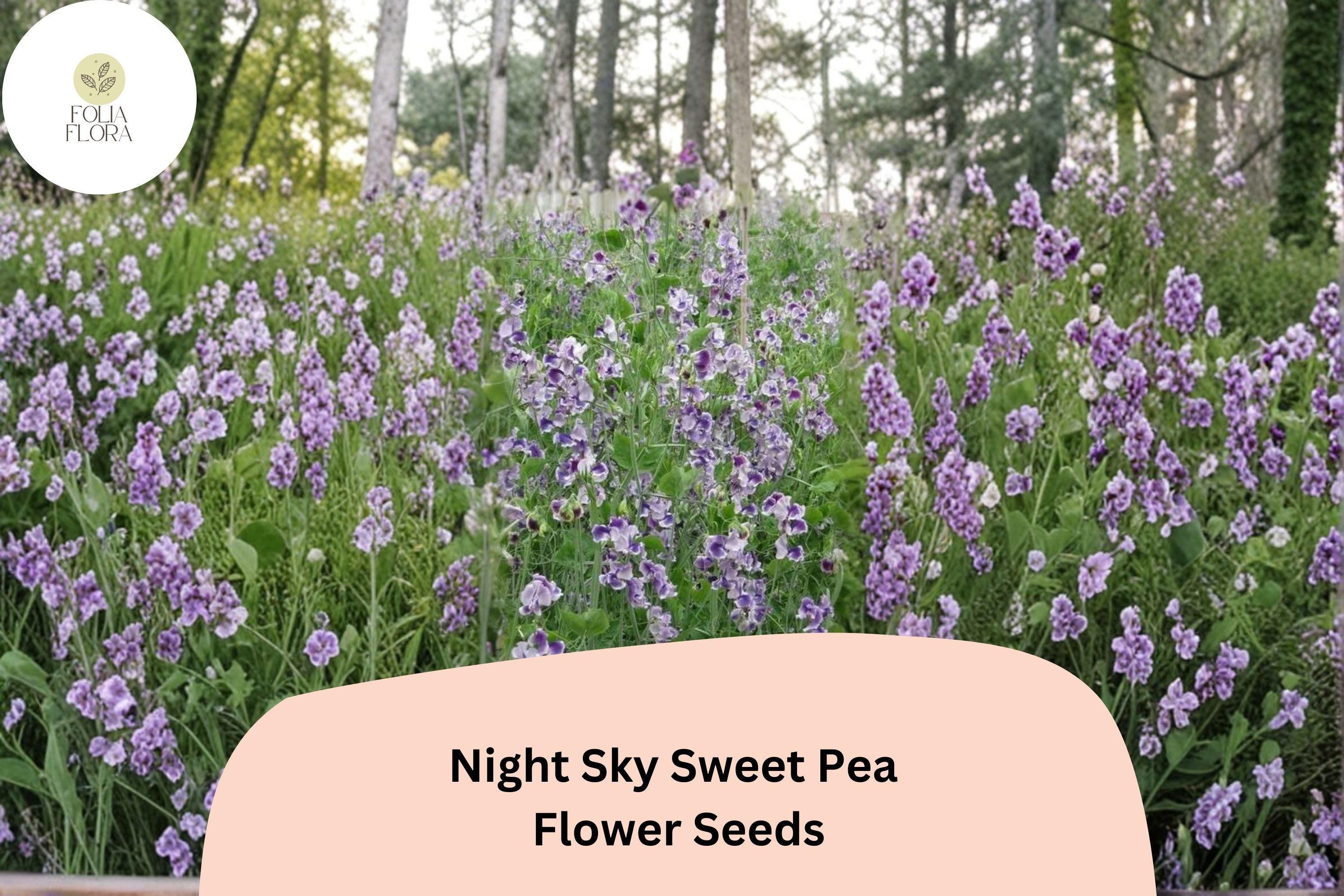 Night Sky Sweet Pea 50+ Seeds for Planting â€“ Fragrant Climbing Flower Vine, Garden Annual