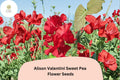 Alison Valentini Sweet Pea 50+ Seeds for Planting â€“ Fragrant Pink Climbing Flower Vine