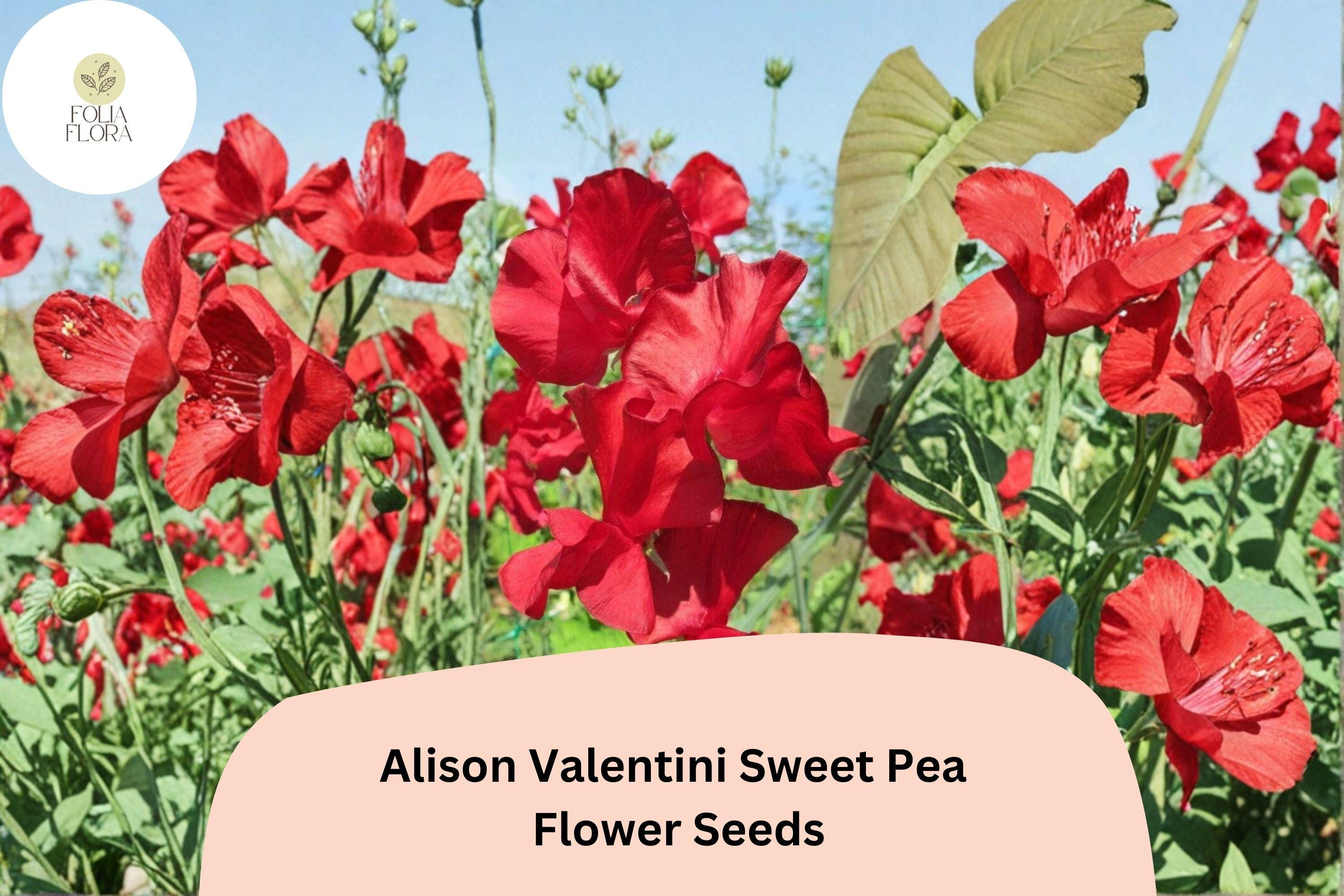 Alison Valentini Sweet Pea 50+ Seeds for Planting â€“ Fragrant Pink Climbing Flower Vine