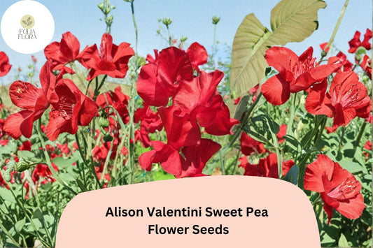 Alison Valentini Sweet Pea 50+ Seeds for Planting â€“ Fragrant Pink Climbing Flower Vine