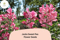 Jacko Sweet Pea Seeds | Lathyrus odoratus Red Blooms Garden Planting (50+ Seeds)