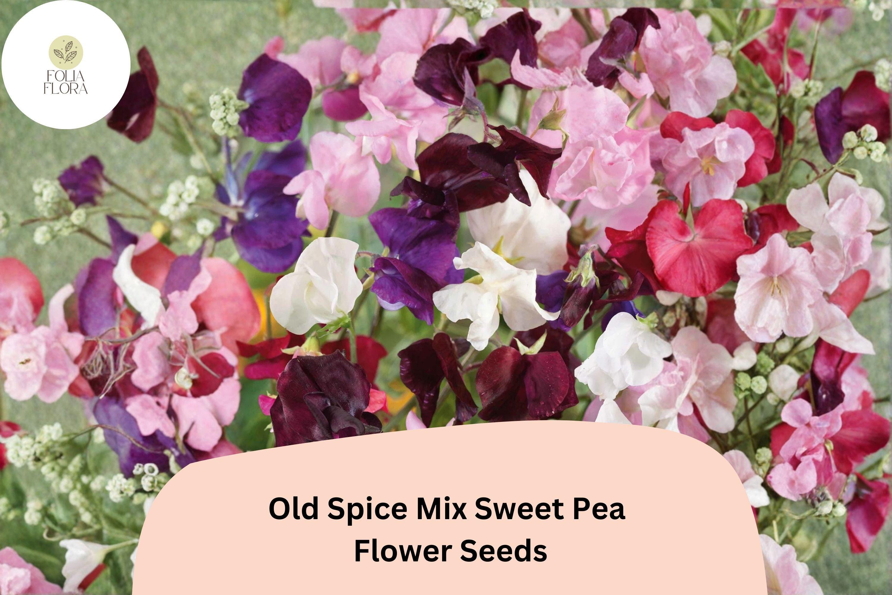 Old Spice Mix Sweet Pea Seeds | Colorful Climbing Vine