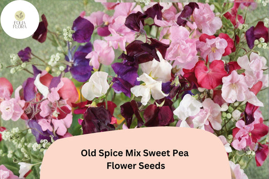 Old Spice Mix Sweet Pea Seeds | Colorful Climbing Vine