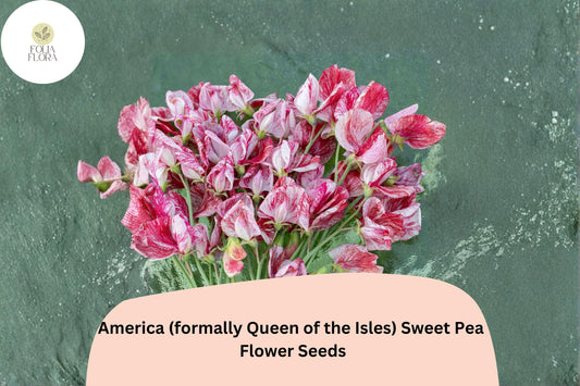 America Sweet Pea Seeds | Fragrant Climbing Flowers for Trellis