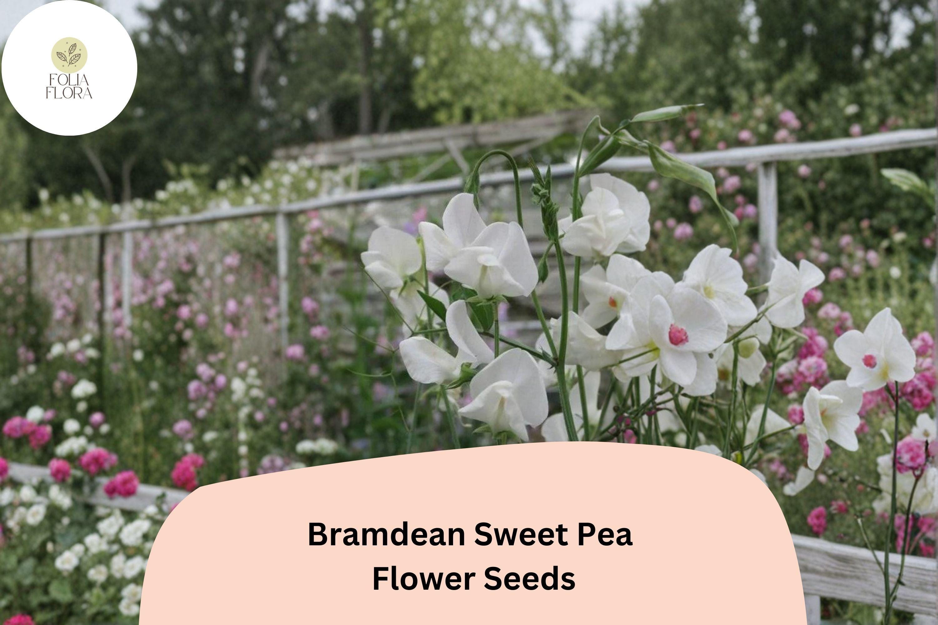 50+ Bramdean Sweet Pea Seeds | Fragrant Climbing Annual Flower for Garden & Cut Flower Arrangements
