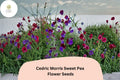 Cedric Morris Sweet Pea Seeds | Fragrant Climbing Flower