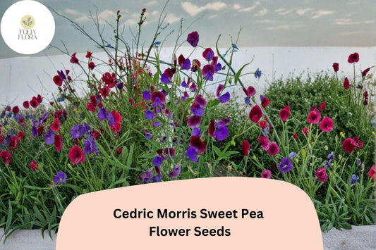 Cedric Morris Sweet Pea Seeds | Fragrant Climbing Flower