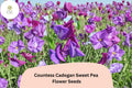 50+ Countess Cadogan Sweet Pea Seeds | Purple Flower for Garden & Cut Flower Arrangements