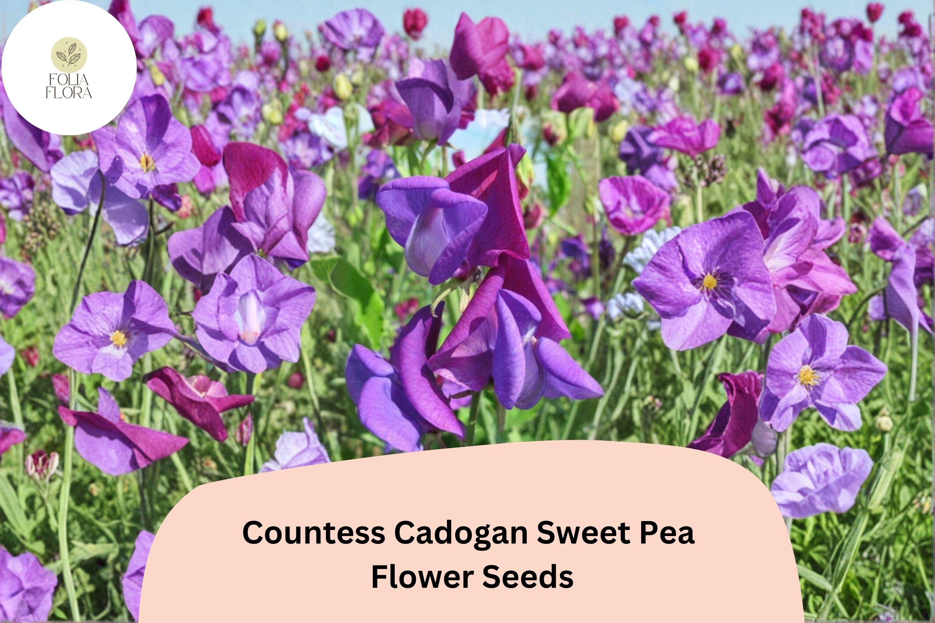50+ Countess Cadogan Sweet Pea Seeds | Purple Flower for Garden & Cut Flower Arrangements