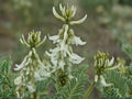 Creeping Daisy Seeds 100 | Chrysanthemum paludosum Low-Growing White and Yellow Flowering Plant for Borders & Containers