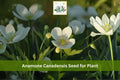 Canada Anemone Seeds - 100 Native Perennial Wildflower for Groundcover, Woodland Gardens, Meadow Edges, White Flowers