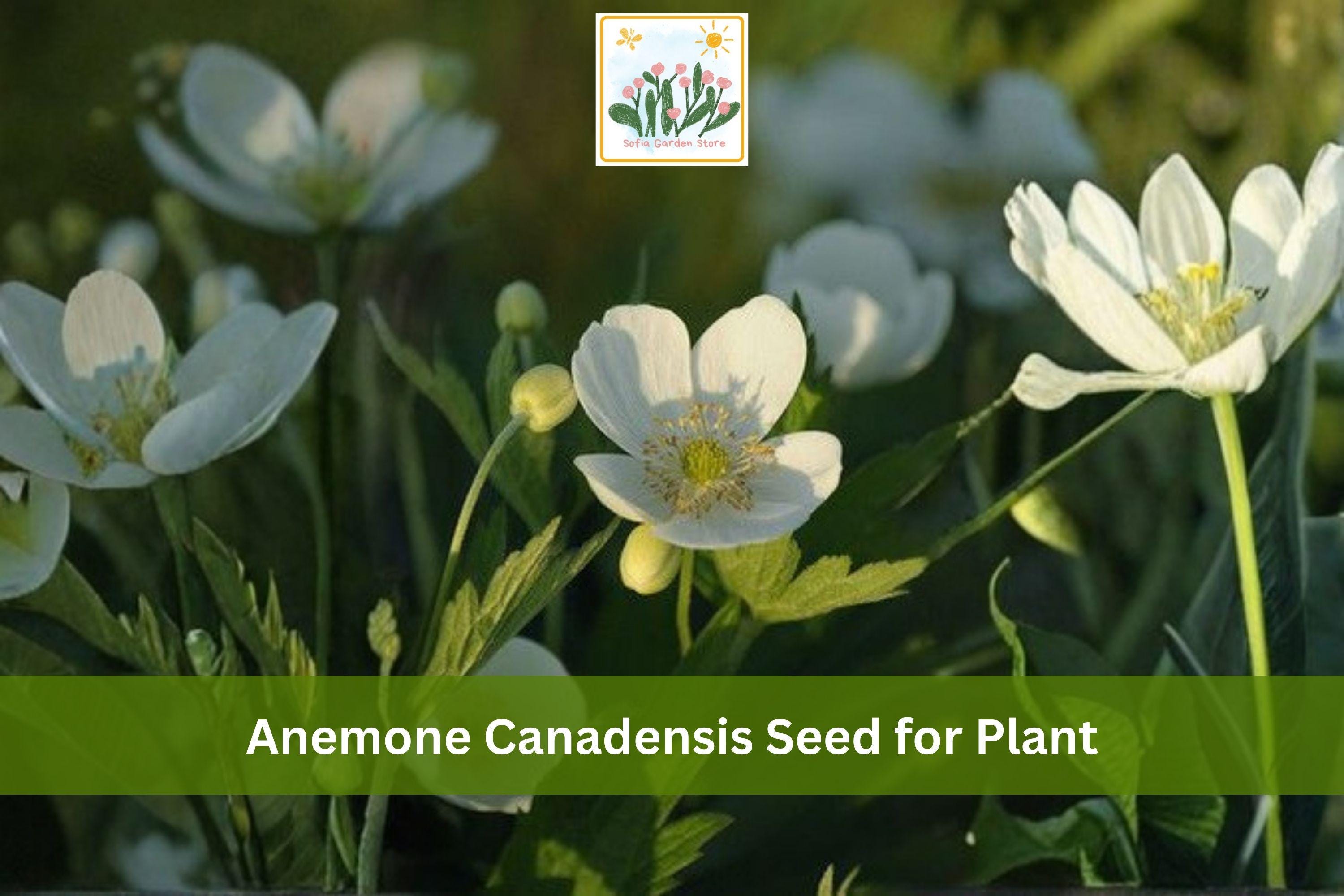 Canada Anemone Seeds - 100 Native Perennial Wildflower for Groundcover, Woodland Gardens, Meadow Edges, White Flowers