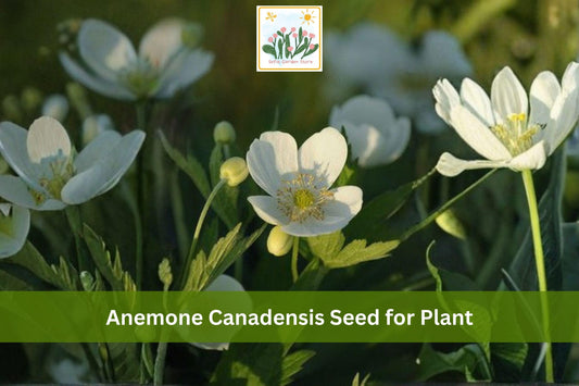 Canada Anemone Seeds - 100 Native Perennial Wildflower for Groundcover, Woodland Gardens, Meadow Edges, White Flowers
