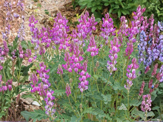White Prairie Clover Seeds (Dalea candida) – Native Wildflower for Pollinators, Soil Improvement, Drought Tolerant