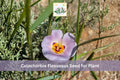 30 Winding Mariposa Lily Seeds | Native Wildflower Calochortus flexuosus for Garden, Landscape & Native Planting