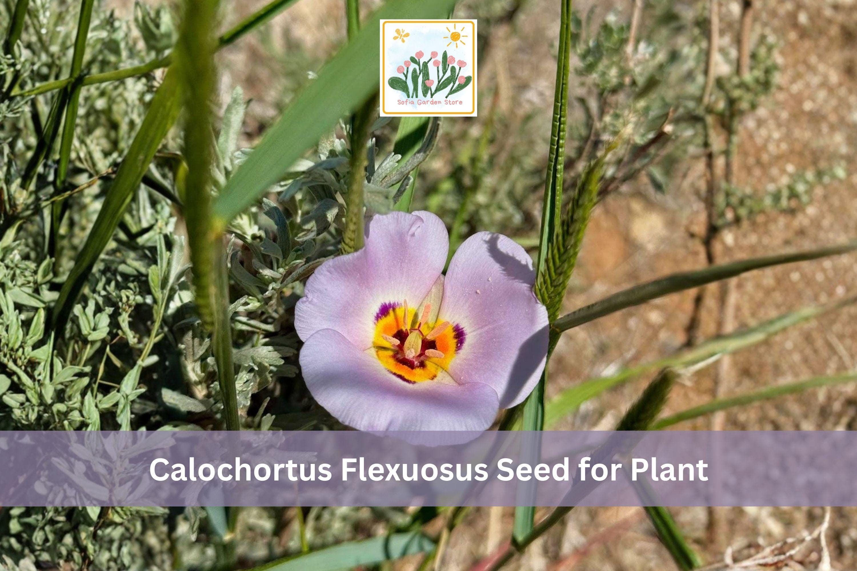 30 Winding Mariposa Lily Seeds | Native Wildflower Calochortus flexuosus for Garden, Landscape & Native Planting