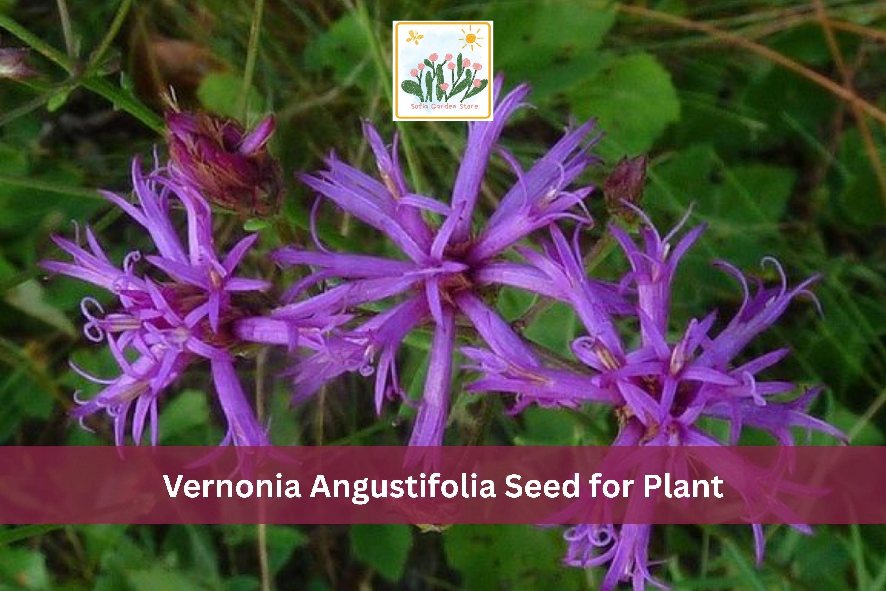 Narrowleaf Ironweed Seeds | Vernonia angustifolia | Native Prairie Wildflower | Purple Perennial Plant Pack