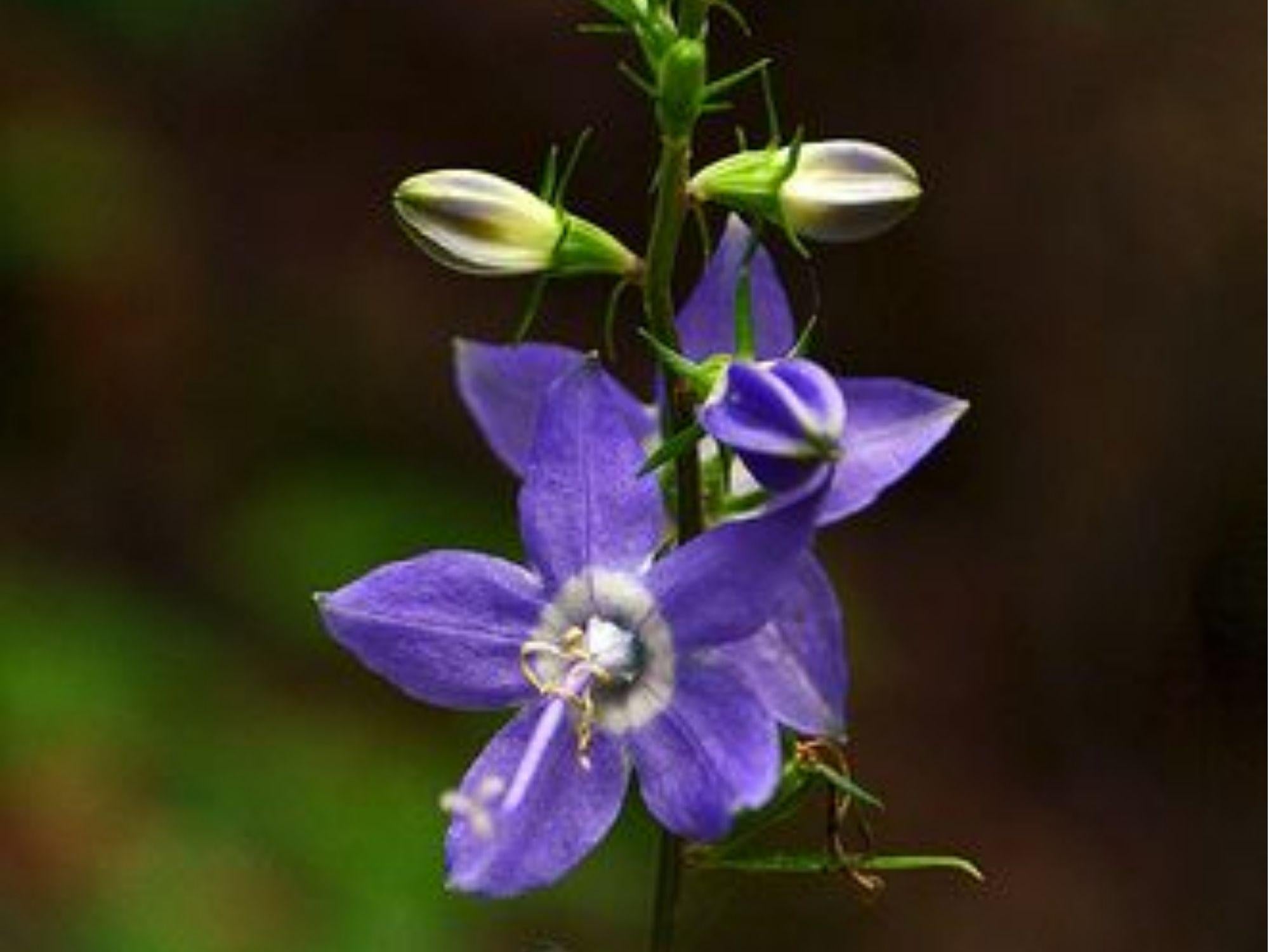 Tall Bellflower Seeds (Campanula americana) – 500 Native Wildflower Seeds for Shade & Sun, Blue Pollinator Plant