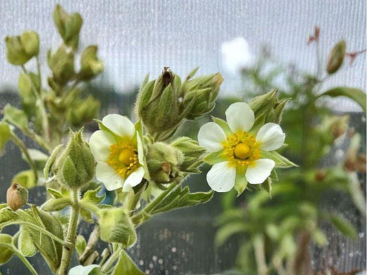 Prairie Cinquefoil Seeds 500 | Drought-Tolerant Native Wildflower | Drymocallis arguta for Prairie Gardens & Pollinator Support