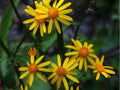 Golden Ragwort Seeds Packera aurea – Native Wildflower Seeds for Shade-Tolerant Groundcover, Pollinator-Friendly, Early Spring Blooms