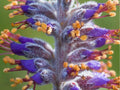 Lead Plant Seeds (Amorpha canescens) – 50 Native Prairie Seeds, Drought-Tolerant Pollinator Shrub for Native Gardens