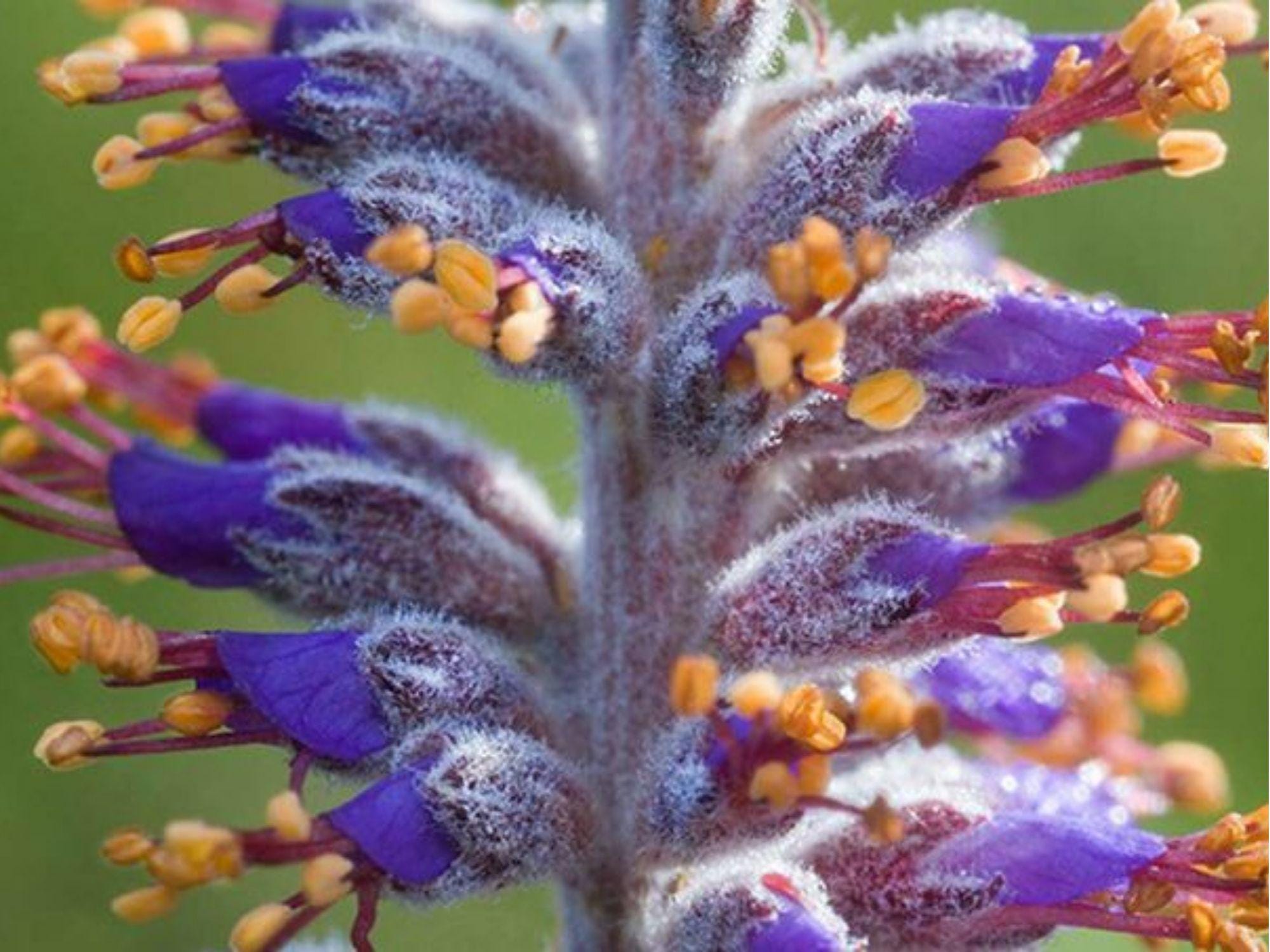 Lead Plant Seeds (Amorpha canescens) – 50 Native Prairie Seeds, Drought-Tolerant Pollinator Shrub for Native Gardens