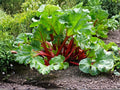 Victoria Rhubarb Seeds - Heirloom Perennial Vegetable for Pies, Jams & Baking, 25 Seeds