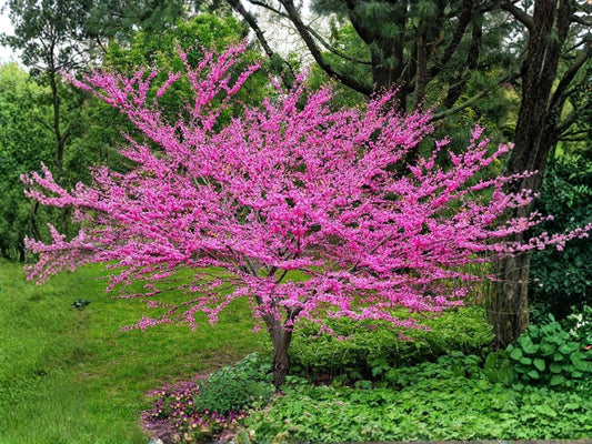 Chinese Redbud Tree Seeds | Cercis chinensis | Pink Spring Blooms | Ornamental Flowering Tree | 10 Seeds
