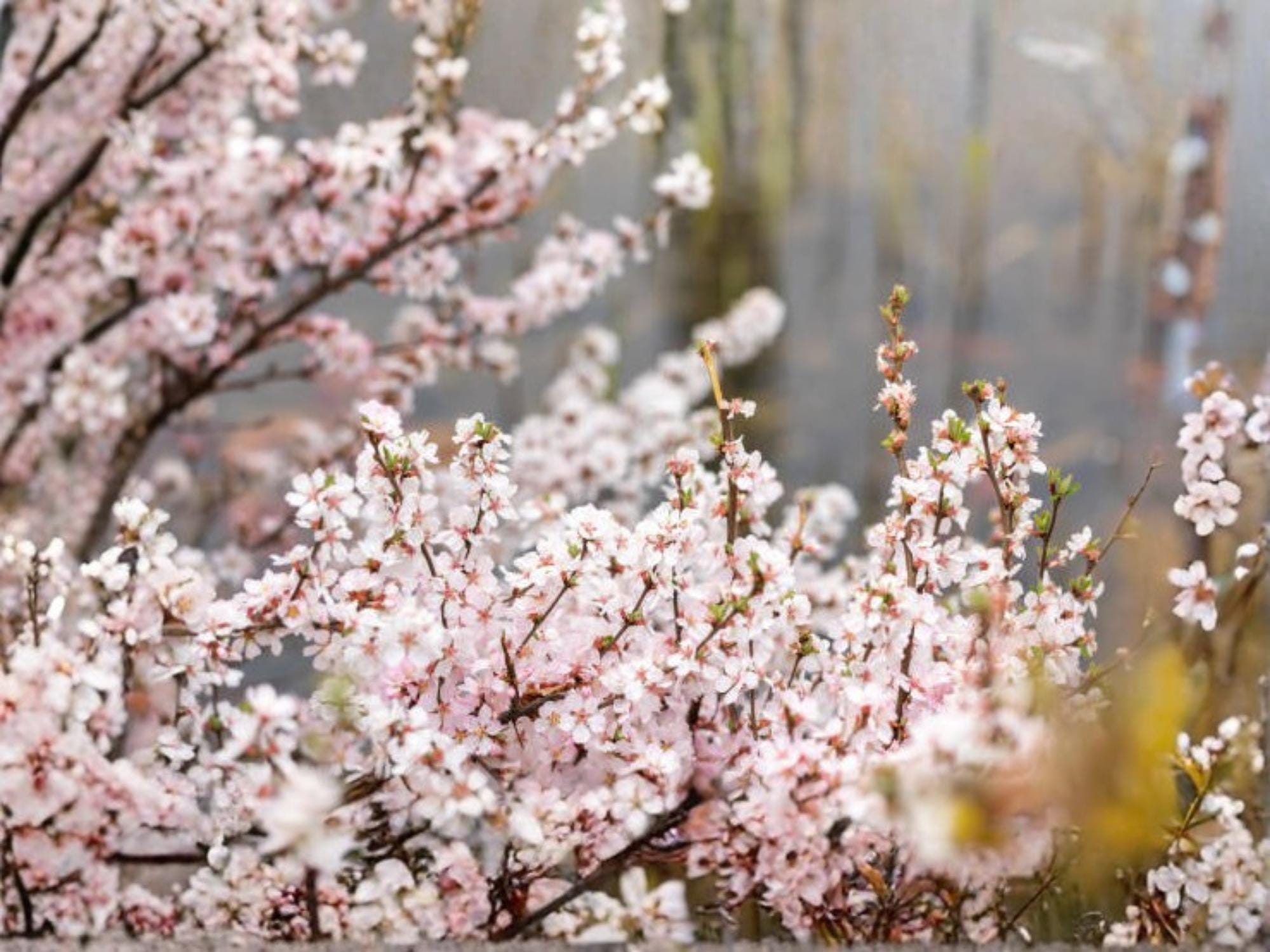 Nanking Cherry Shrub Seeds | Prunus tomentosa | Cold Hardy Fruit Bush for Edible Landscaping & Wildlife Gardens