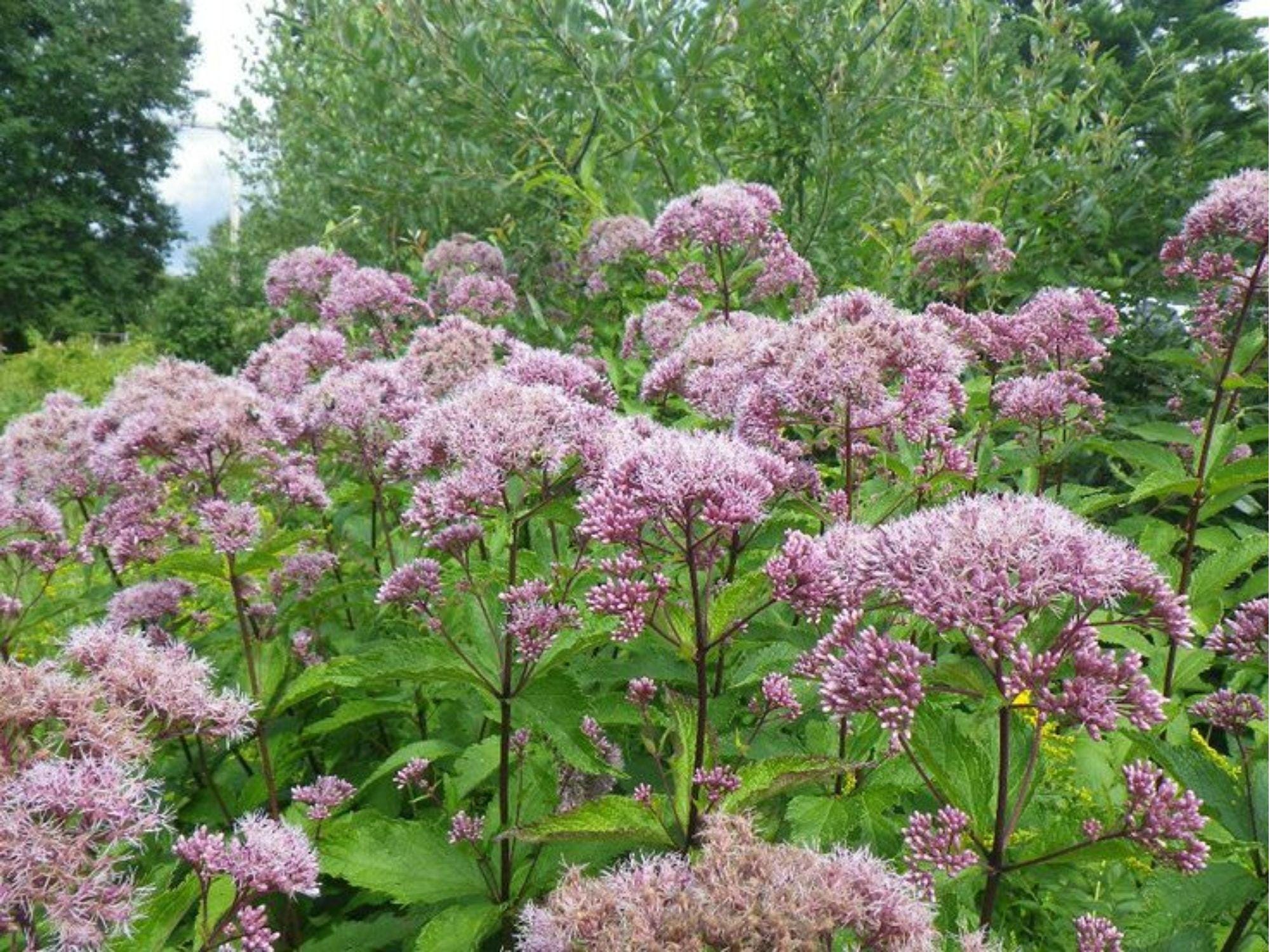 Hollow Joe Pye Weed Seeds – 100 Native Wildflower Seeds for Moist Soils, Tall Pollinator Plant, Eutrochium fistulosum