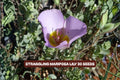 Winding Mariposa Lily Seeds - Straggling Wildflower, Calochortus flexuosus, 30 Pack for Garden, Pollinator Attracting, Native Plant
